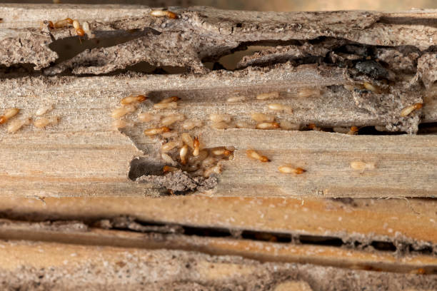 Best Bed Bug Extermination  in Battle Ground, WA