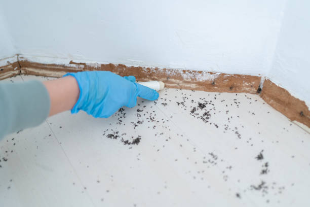 Best Mosquito Control Services  in Battle Ground, WA